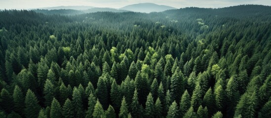 Stunning Forest from above drone photo. Creative banner. Copyspace image