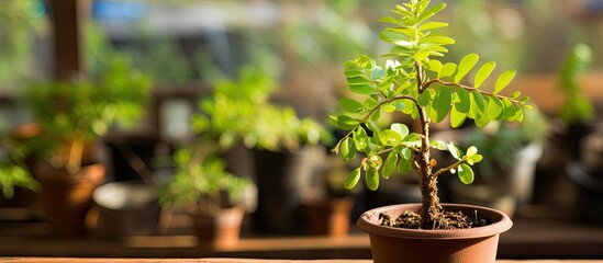 Wall Mural - Tamarind plant portrait click in nursery plants photography. Creative banner. Copyspace image