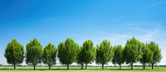 Poster - A line of green trees in a forest under a clear blue sky. Creative banner. Copyspace image