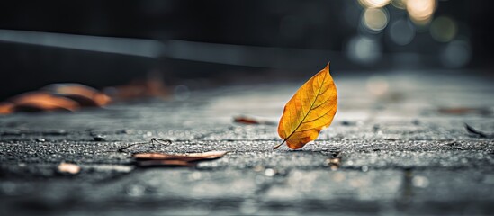 Poster - the leaf laying on an asphalt. Creative banner. Copyspace image