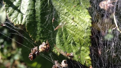 A spider is sitting on a leaf covered in spider webs