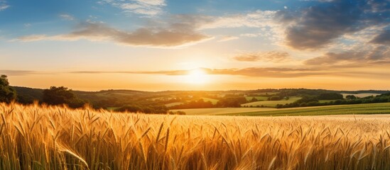 Poster - Field of wheat at summer sunrise Blue hour Golden sun Woods in the middle of wheat. Creative banner. Copyspace image