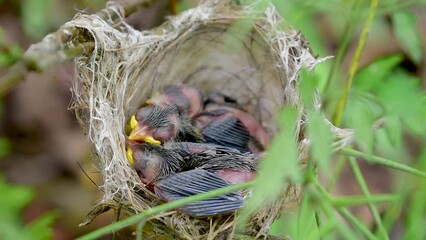 Sticker - Small birds in the nest, baby birds in nest. Close up the bird's nest of nature