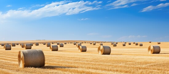 Aufkleber - Round bales of hay in field. Creative banner. Copyspace image