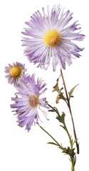 Canvas Print - PNG Real Pressed a asters flower blossom plant.