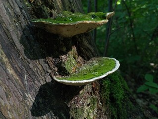 On an old oak stump, two old parasitic mushrooms grow, which are covered with green forest moss. Old tree parasitic fungi. Recreation mushroom picking and nature backgrounds with poisonous mushrooms.