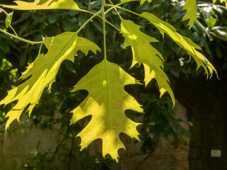 Wall Mural - Quercus rubra or northern red oak branch in the spring