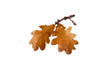 Wall Mural - fall brown dry oak leaves isolated transparent png.