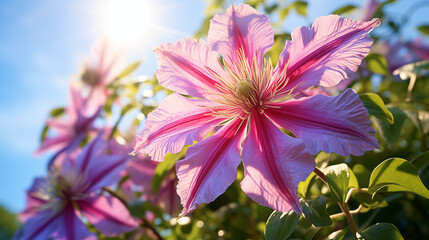 Sticker - Bright Pink Clematis Blossoms in Sunlight