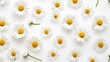 © Nick Alias - Pattern of Fresh White Daisies on Clean White Background in Minimalist Style