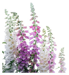 Poster - PNG Foxgloves blossom flower plant.