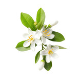 A close-up of white jasmine flowers with green leaves on a white background. Ideal for nature, floral, and botanical themed projects.