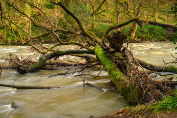 Canvas Print - Fallen Tree into the River Blyth, at Humford Woods in Bedlington Country Park, Northumberland which is popular with walkers and sits on the banks of the River Blyth