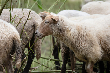 Wall Mural - Sheep