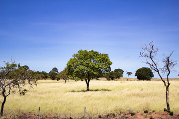 Wall Mural - Paisagem com árvores no pasto com grama seca e céu azul.