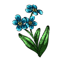 Sticker - drawing forget me not hand drawn. line isolated, botanical plant, floral floret drawing forget me not vector sketch. isolated color illustration