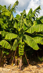 Wall Mural - Bunch of green and yellow bananas in the garden. Turkey - Alanya