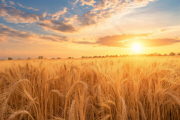 Wall Mural - Golden wheat fields under a bright summer sky, with rows of wheat swaying in the breeze and a warm, golden glow from the sun.