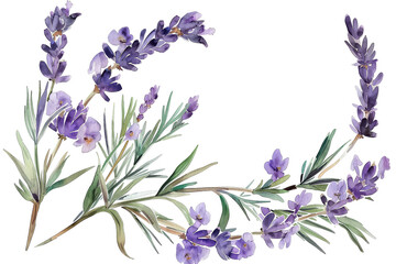 Wall Mural - A watercolor painting of purple flowers with a white background