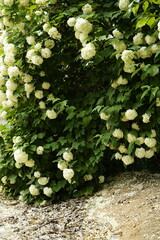 Wall Mural - The park is full of flowers, leaves and fruits.