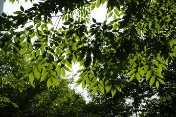 Poster - The park is full of flowers and leaves.