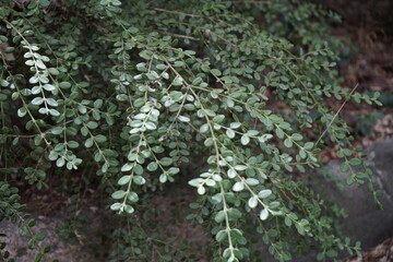 Sticker - The park is full of flowers, leaves and fruits.