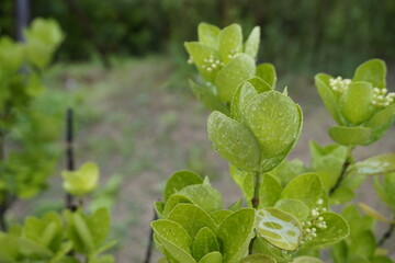 Sticker - A landscape with green leaves and fruits.