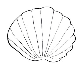 Wall Mural - PNG Sea shell sketch line clam.