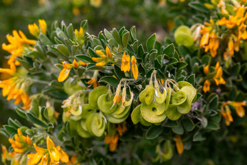 Medicago arborea is a species of flowering plant in the pea and bean family Fabaceae.