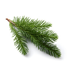 fresh green fir branch isolated on a white background