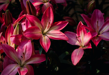 Wall Mural - Beautiful pink lily flower in garden, pink flower