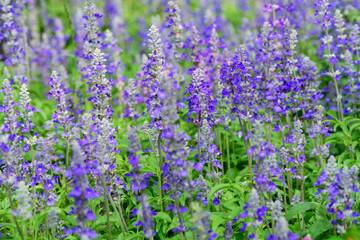 Wall Mural - Blue Salvia flower in garden, beautiful flower