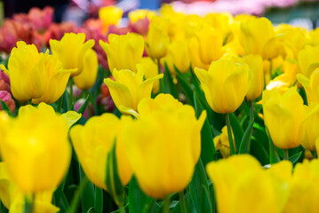 Wall Mural - Beautiful Yellow Tulip flower blooming in garden, flower background