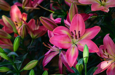 Wall Mural - Beautiful pink lily flower in garden, pink flower