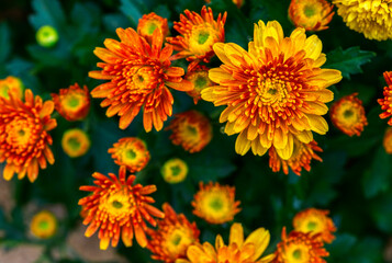 Wall Mural - Orange Chrysanthemum flower on top view, flower background