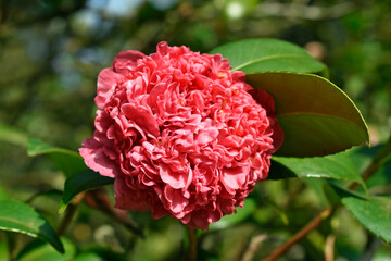 Wall Mural - Pink camellia flower (Camellia japonica) on garden