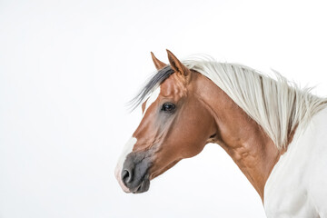 Wall Mural - Close-up of a Palomino Horse with White Mane and Tail