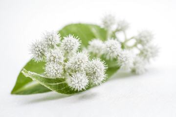 Canvas Print - White Flower with Green Leaf