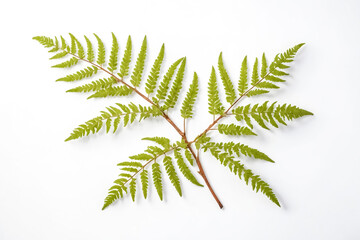 Wall Mural - Close-up of Fern Fronds on White Background