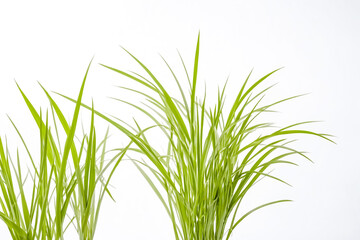 Wall Mural - Lush Green Grass Blades Against White Background