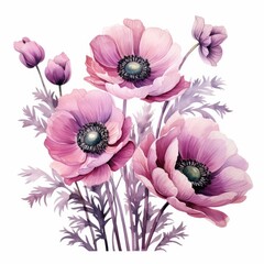 Wall Mural - Anemone, isolated on white background