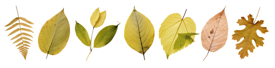 Poster - PNG various Autumn pressed leaf  cut out element set