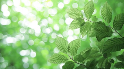 Green Leaves with Bokeh Background