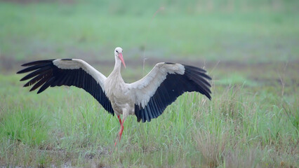 White stork bird in spring meadow