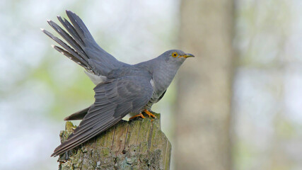 Wall Mural - Common cuckoo birdin the spring forest, Cuculus canorus