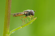 © Henk - Closeup on a European Variable duskyface fly, Melanostoma mellinum, sitting in the vegetation