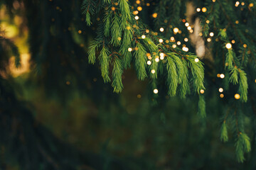 Wall Mural - a close-up of a young fir branch with a garland in the summer.