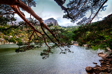 Wall Mural - Pines and fog at Black Lagoon.