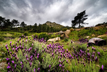 Wall Mural - Lavanda, pinos y Peña Muñana