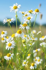 Poster - A colorful meadow filled with blooming white and yellow flowers, perfect for use in nature-inspired designs or as a background